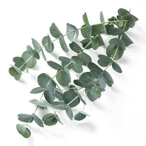 Eucalyptus